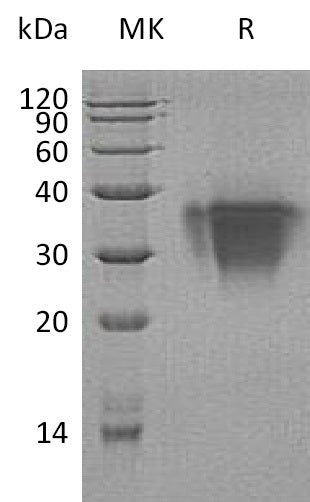 BL-0444NP: Greater than 95% as determined by reducing SDS-PAGE. (QC verified)