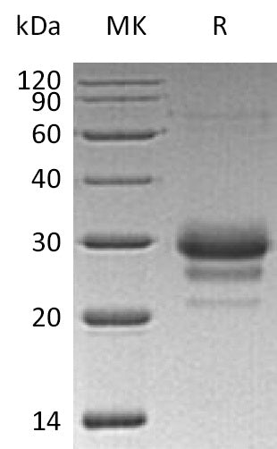 BL-0442NP: Greater than 95% as determined by reducing SDS-PAGE. (QC verified)