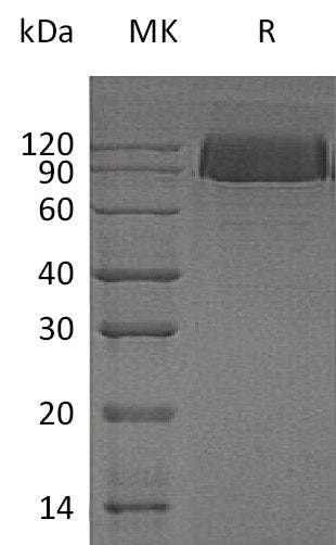 BL-0435NP: Greater than 95% as determined by reducing SDS-PAGE. (QC verified)