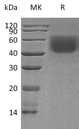 BL-0450NP: Greater than 95% as determined by reducing SDS-PAGE. (QC verified)