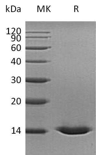 BL-0447NP: Greater than 95% as determined by reducing SDS-PAGE. (QC verified)