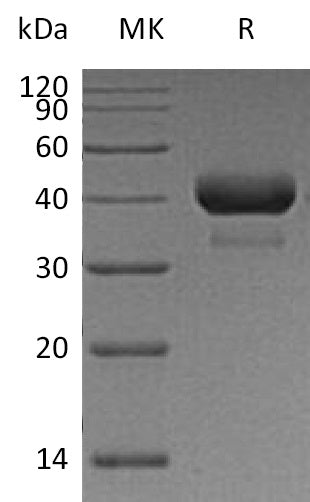 BL-0314NP: Greater than 95% as determined by reducing SDS-PAGE. (QC verified)