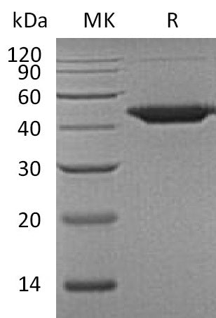 BL-0446NP: Greater than 95% as determined by reducing SDS-PAGE. (QC verified)