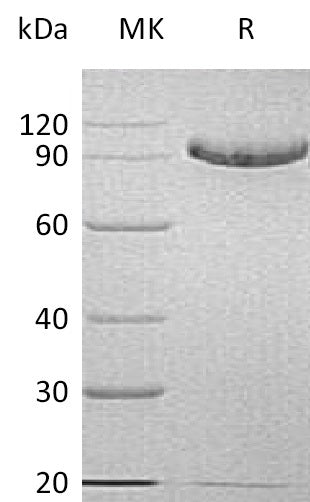 BL-0451NP: Greater than 95% as determined by reducing SDS-PAGE. (QC verified)