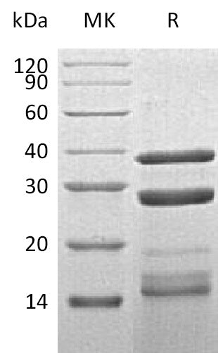 BL-2240NP: Greater than 90% as determined by reducing SDS-PAGE. (QC verified)