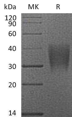 BL-2142NP: Greater than 95% as determined by reducing SDS-PAGE. (QC verified)