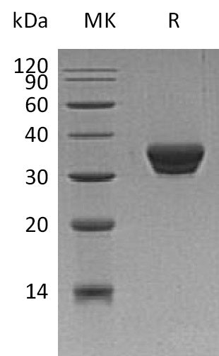 BL-0458NP: Greater than 95% as determined by reducing SDS-PAGE. (QC verified)