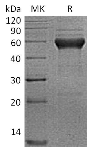 BL-0209NP: Greater than 90% as determined by reducing SDS-PAGE. (QC verified)