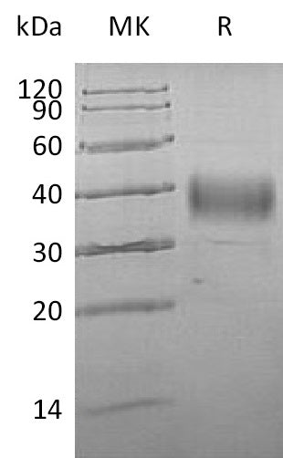 BL-0459NP: Greater than 95% as determined by reducing SDS-PAGE. (QC verified)