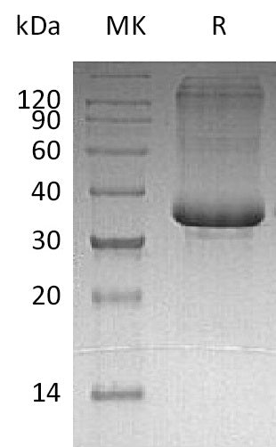 BL-0455NP: Greater than 95% as determined by reducing SDS-PAGE. (QC verified)