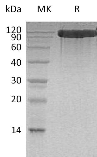 BL-0315NP: Greater than 95% as determined by reducing SDS-PAGE. (QC verified)