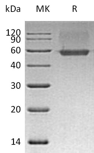 BL-0456NP: Greater than 95% as determined by reducing SDS-PAGE. (QC verified)