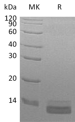 BL-0468NP: Greater than 95% as determined by reducing SDS-PAGE. (QC verified)