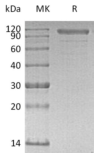 BL-0465NP: Greater than 90% as determined by reducing SDS-PAGE. (QC verified)