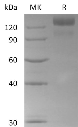 BL-0462NP: Greater than 95% as determined by reducing SDS-PAGE. (QC verified)