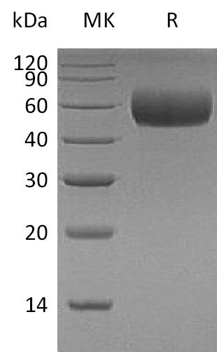 BL-0463NP: Greater than 95% as determined by reducing SDS-PAGE. (QC verified)