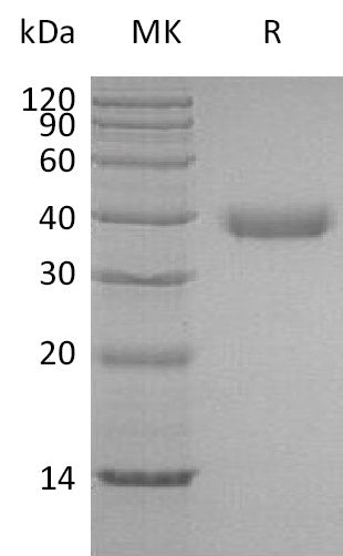 BL-0461NP: Greater than 95% as determined by reducing SDS-PAGE. (QC verified)