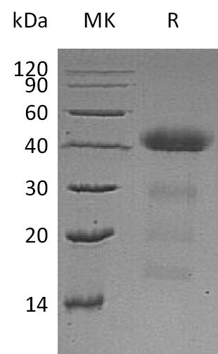 BL-0460NP: Greater than 95% as determined by reducing SDS-PAGE. (QC verified)