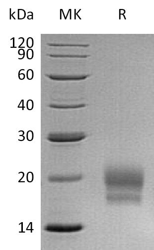 BL-0474NP: Greater than 95% as determined by reducing SDS-PAGE. (QC verified)