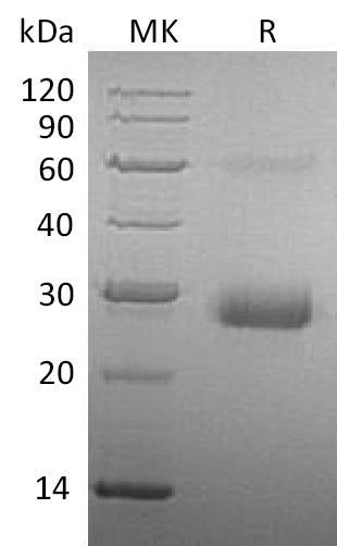 BL-0478NP: Greater than 95% as determined by reducing SDS-PAGE. (QC verified)