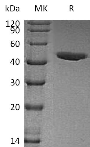 BL-0475NP: Greater than 95% as determined by reducing SDS-PAGE. (QC verified)