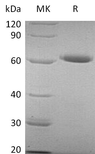 BL-2179NP: Greater than 95% as determined by reducing SDS-PAGE. (QC verified)