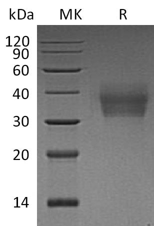 BL-0470NP: Greater than 95% as determined by reducing SDS-PAGE. (QC verified)