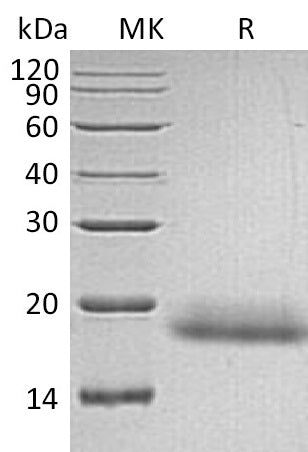 BL-2170NP: Greater than 95% as determined by reducing SDS-PAGE. (QC verified)