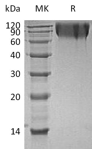 BL-0473NP: Greater than 95% as determined by reducing SDS-PAGE. (QC verified)