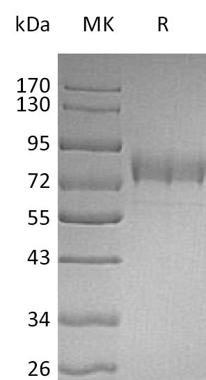 BL-0472NP: Greater than 95% as determined by reducing SDS-PAGE. (QC verified)