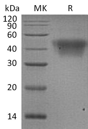 BL-1113NP: Greater than 95% as determined by reducing SDS-PAGE. (QC verified)