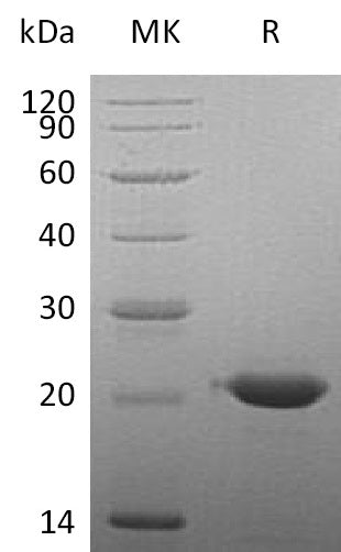 BL-0476NP: Greater than 95% as determined by reducing SDS-PAGE. (QC verified)