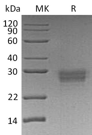 BL-0471NP: Greater than 95% as determined by reducing SDS-PAGE. (QC verified)