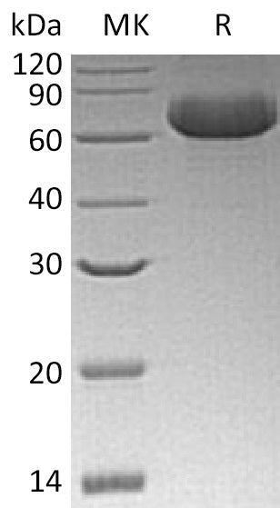 BL-0490NP: Greater than 95% as determined by reducing SDS-PAGE. (QC verified)