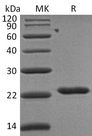 BL-0480NP: Greater than 95% as determined by reducing SDS-PAGE. (QC verified)