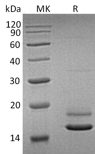 BL-0486NP: Greater than 95% as determined by reducing SDS-PAGE. (QC verified)