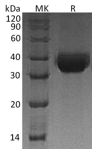 BL-0483NP: Greater than 95% as determined by reducing SDS-PAGE. (QC verified)