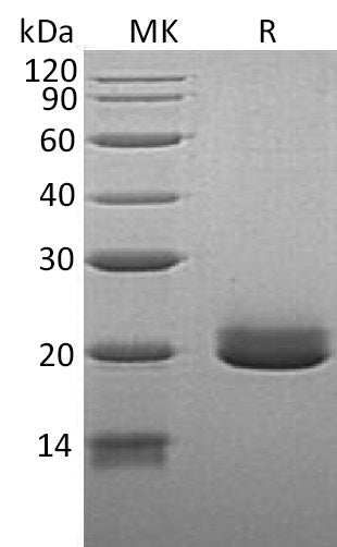 BL-0485NP: Greater than 90% as determined by reducing SDS-PAGE. (QC verified)