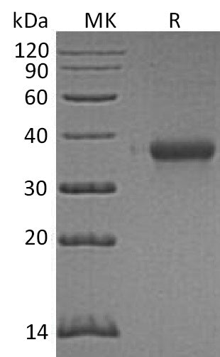 BL-0484NP: Greater than 95% as determined by reducing SDS-PAGE. (QC verified)