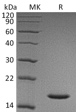 BL-0482NP: Greater than 95% as determined by reducing SDS-PAGE. (QC verified)