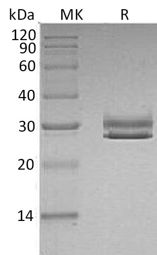 BL-0487NP: Greater than 95% as determined by reducing SDS-PAGE. (QC verified)