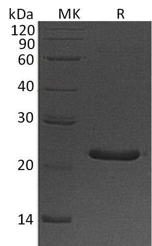 BL-0479NP: Greater than 95% as determined by reducing SDS-PAGE. (QC verified)