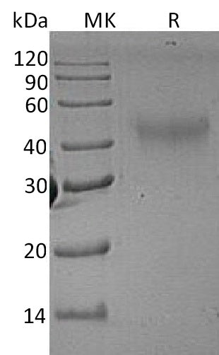 BL-1819NP: Greater than 95% as determined by reducing SDS-PAGE. (QC verified)