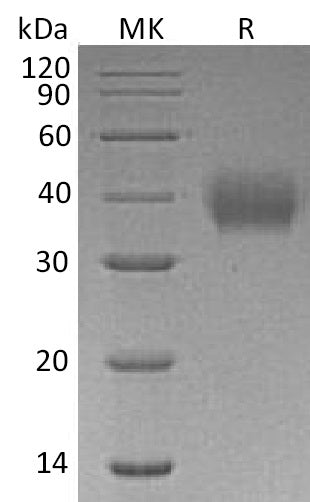 BL-0488NP: Greater than 95% as determined by reducing SDS-PAGE. (QC verified)