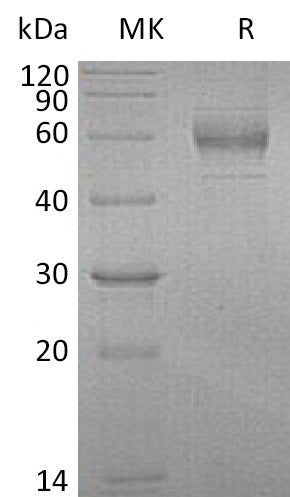 BL-0489NP: Greater than 95% as determined by reducing SDS-PAGE. (QC verified)