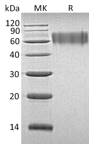 BL-1226NP: Greater than 95% as determined by reducing SDS-PAGE. (QC verified)