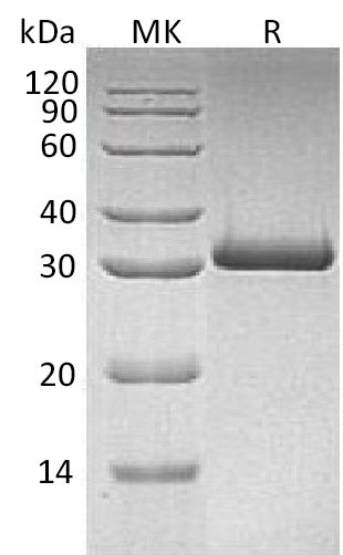 BL-0499NP: Greater than 95% as determined by reducing SDS-PAGE. (QC verified)