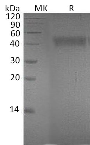 BL-0496NP: Greater than 95% as determined by reducing SDS-PAGE. (QC verified)