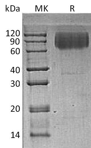 BL-0325NP: Greater than 95% as determined by reducing SDS-PAGE. (QC verified)