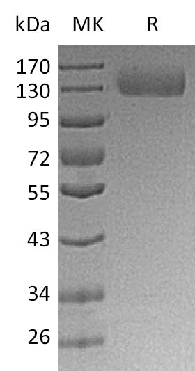 BL-0324NP: Greater than 90% as determined by reducing SDS-PAGE. (QC verified)